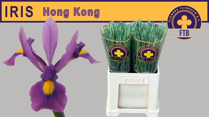 <h4>Iris Hong Kong</h4>