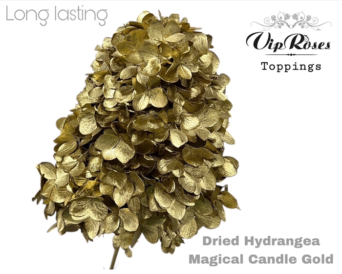 DRIED HYDRANGEA MAGICAL CANDLE GOLD