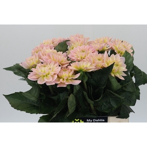 Dahlia Dianas Memory