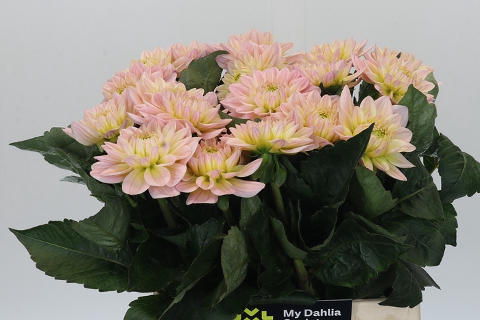 <h4>Dahlia Dianas Memory</h4>