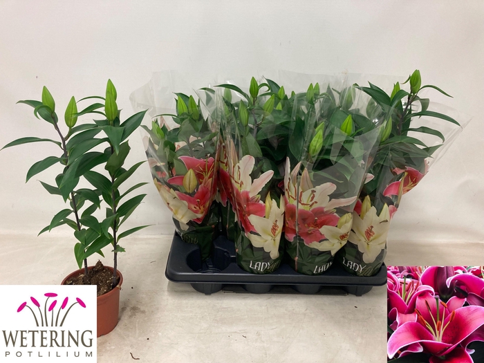 <h4>LIL OR SUNNY KEYS</h4>