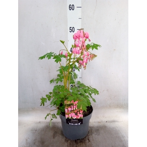Dicentra spectabilis