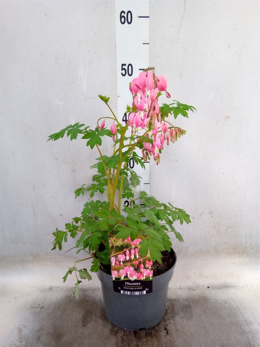 <h4>Dicentra spectabilis</h4>