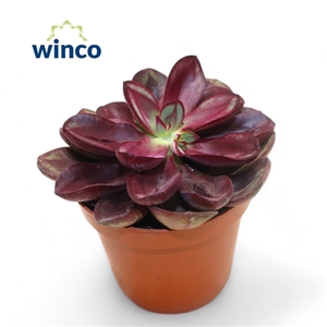 Echeveria Nodulosa