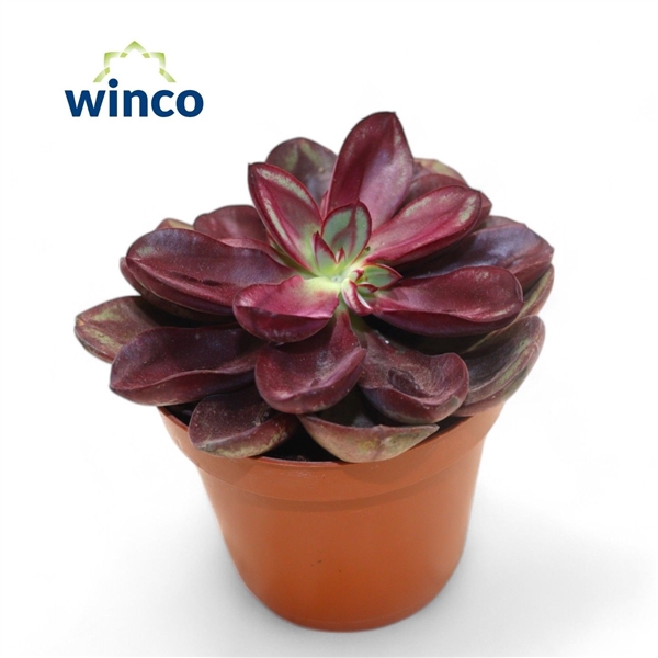 <h4>Echeveria Nodulosa</h4>
