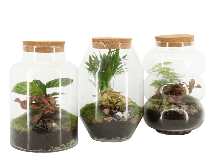 <h4>Arr. Planten H%</h4>