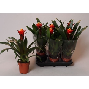 Guzmania  'Happyness'