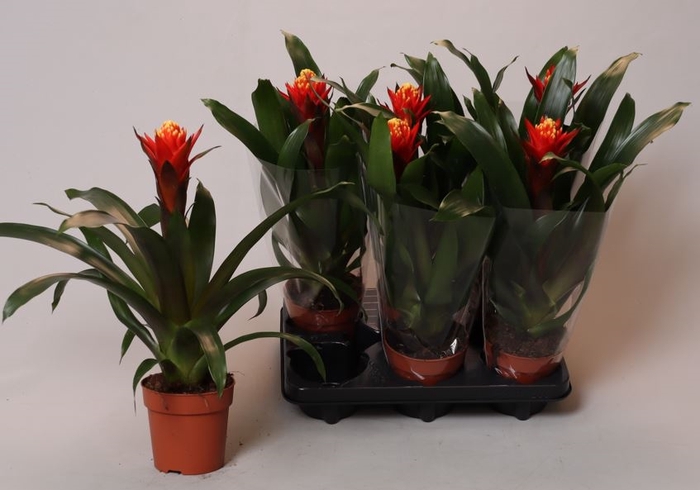 <h4>Guzmania  'Happyness'</h4>