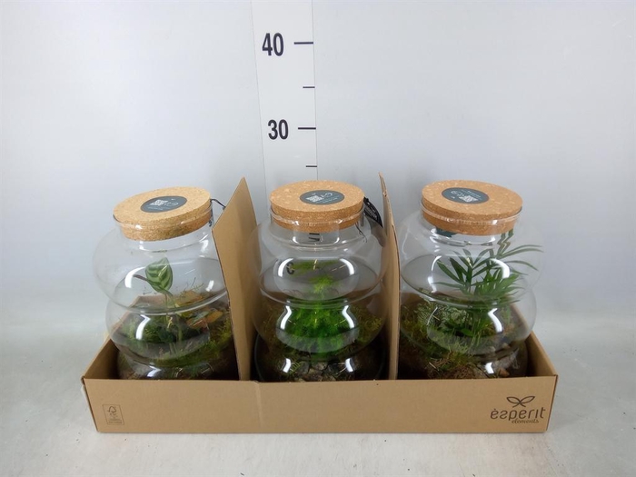 <h4>Arr. Planten H%</h4>