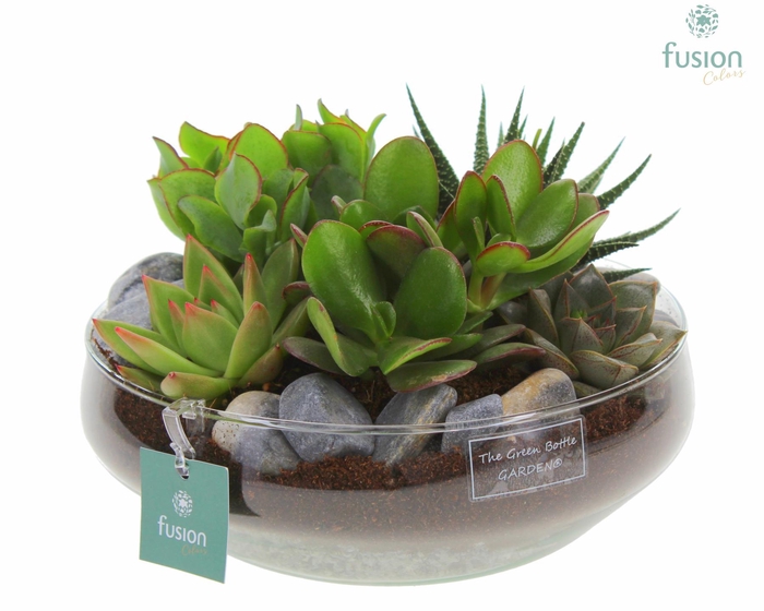 <h4>Green Bottle Iris Large met Succulenten</h4>