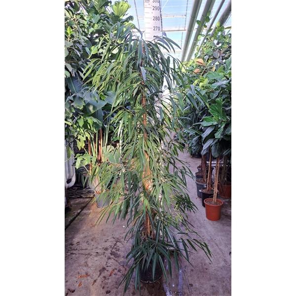 <h4>Ficus Alii piramide 250</h4>