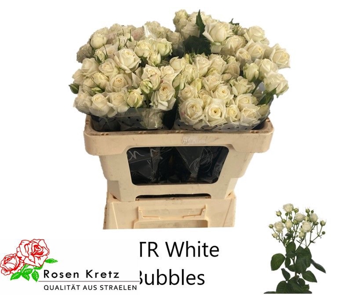 <h4>R TR WHITE BUBBLES</h4>