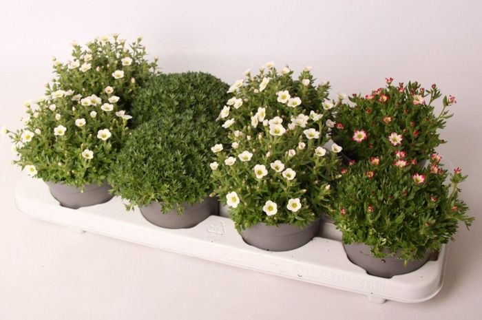 <h4>Saxifraga Gemengd</h4>