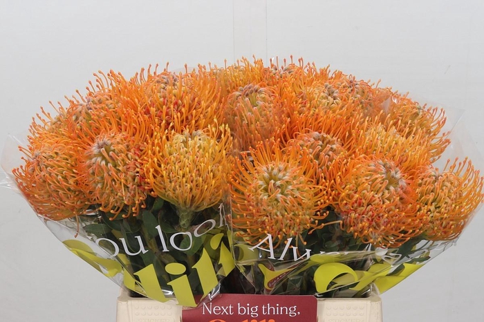 <h4>Nutans Soleil</h4>