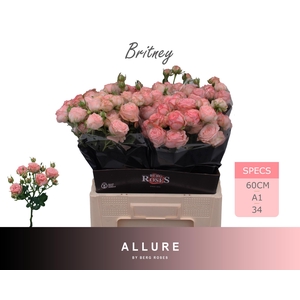 R TR BRITNEY ALLURE 60 cm