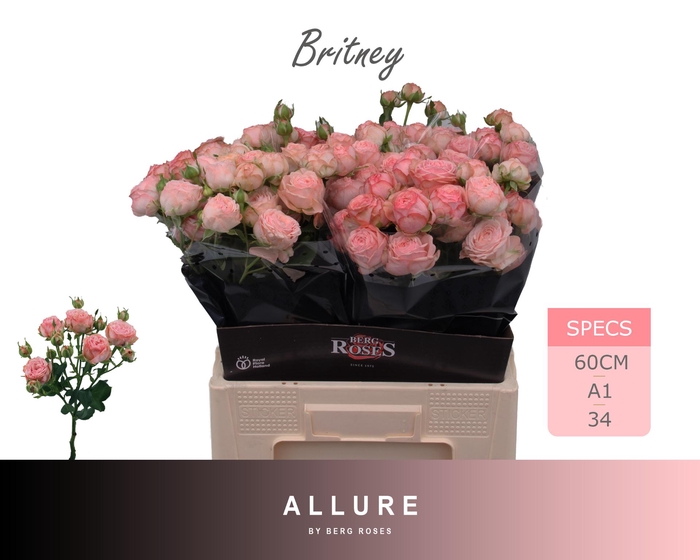 <h4>R TR BRITNEY ALLURE 60 cm</h4>