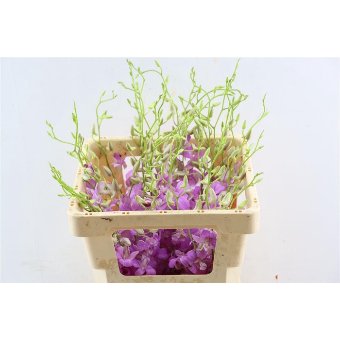 <h4>Dendro Lucy</h4>