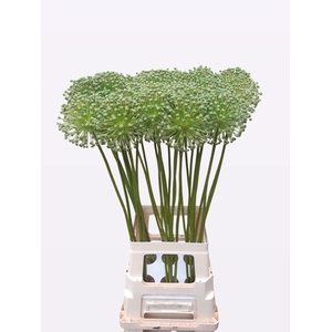 ALLIUM ZAADBOLLEN
