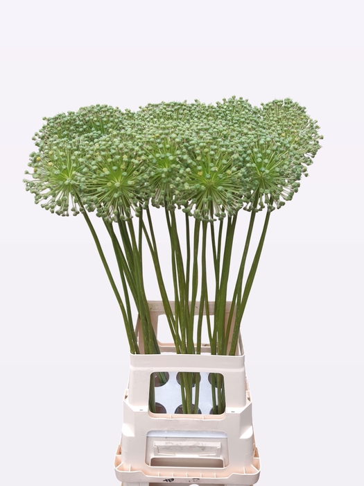 <h4>ALLIUM ZAADBOLLEN</h4>