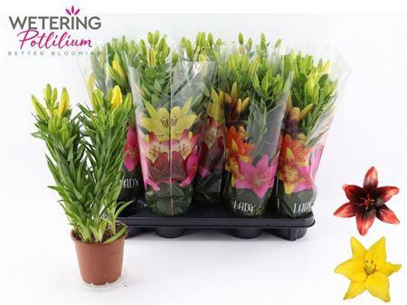 <h4>Lil As Gem 3pp</h4>