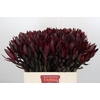 Leucadendron Saf Sunset Dark Red