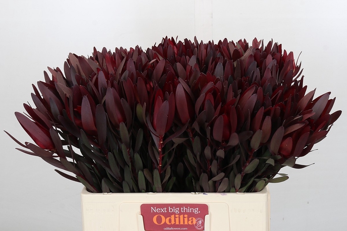 Leucadendron Saf Sunset Dark R.