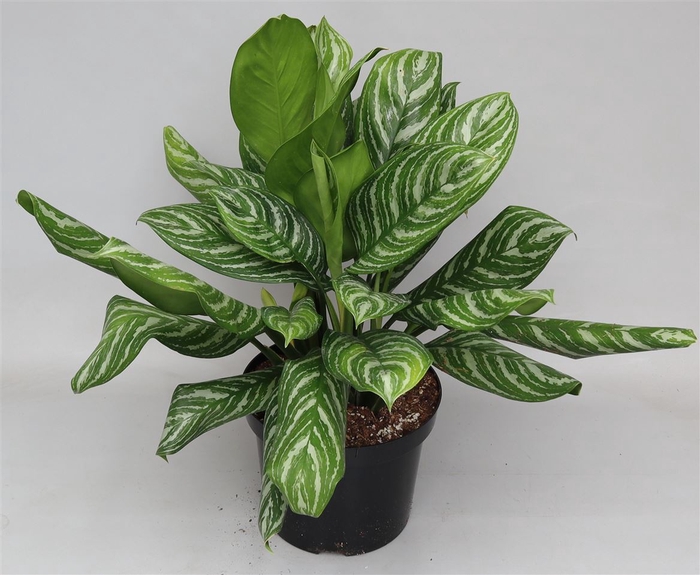 <h4>Aglaonema  'Stripes'</h4>