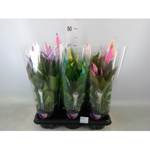 Spathiphyllum  'Bellini'