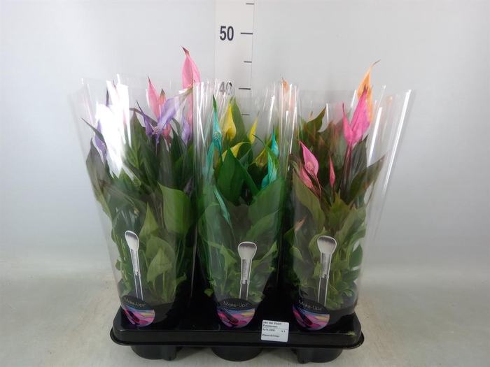 <h4>Spathiphyllum  'Bellini'</h4>