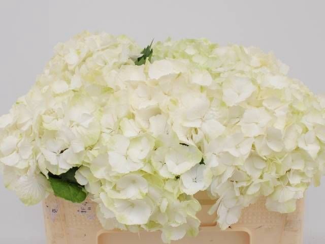 <h4>HYDR M CH WHI VERENA</h4>