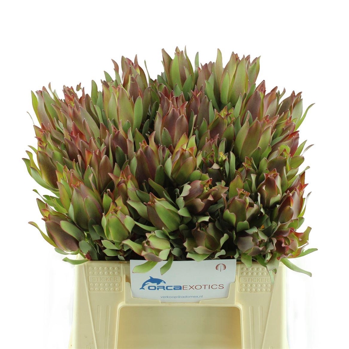 <h4>Leucadendron High Light</h4>