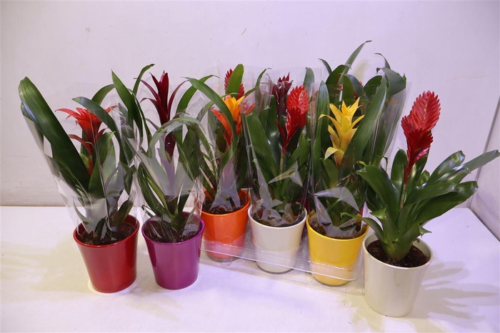 <h4>arr8 Bromelia Gem</h4>