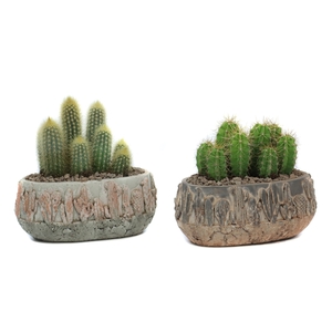 2x Cactus 8,5 cm in tacana ovale pot met lava steentjes