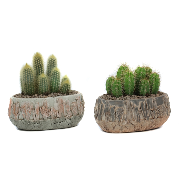 <h4>2x Cactus 8,5 cm in tacana ovale pot met lava steentjes</h4>