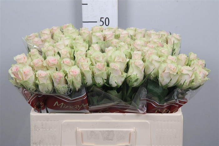 <h4>R Gr Pink Athena</h4>