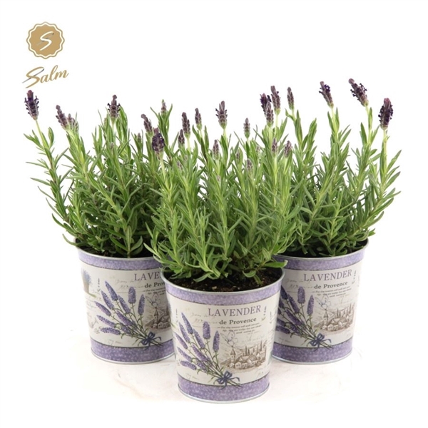 <h4>Lavandula st. 'Anouk'® Collection P10,5 in Zinc Lavender</h4>