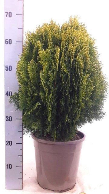 <h4>PLAT OR AUREA NANA</h4>