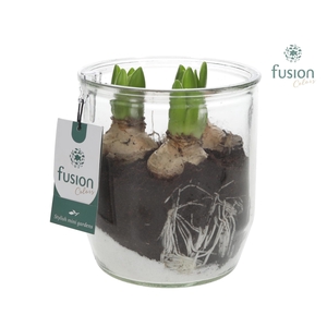 Glazen pot Dirk met Hyacinthus