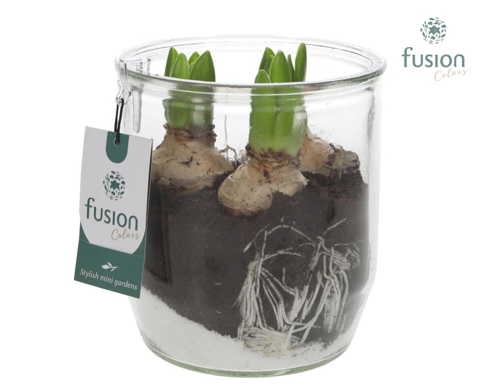 <h4>Glazen pot Dirk met Hyacinthus</h4>