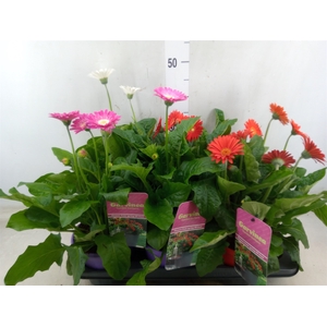 Gerbera  'Garvinea'   ...mix
