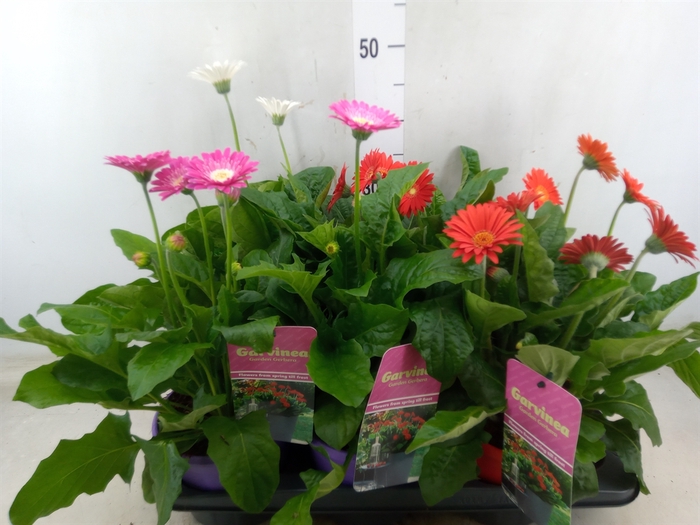 <h4>Gerbera  'Garvinea'   ...mix</h4>
