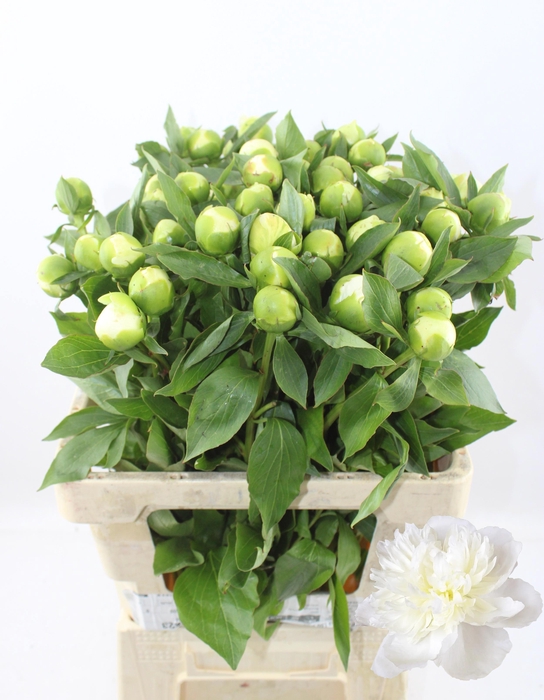 <h4>PAEO L DUCHES D NEMO</h4>