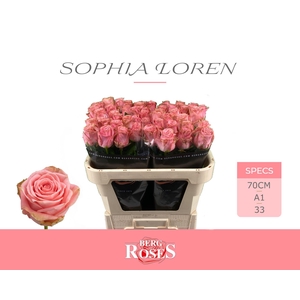 R GR SOPHIA LOREN