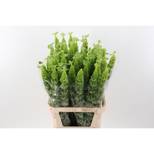 Moluccella 90cm ANG