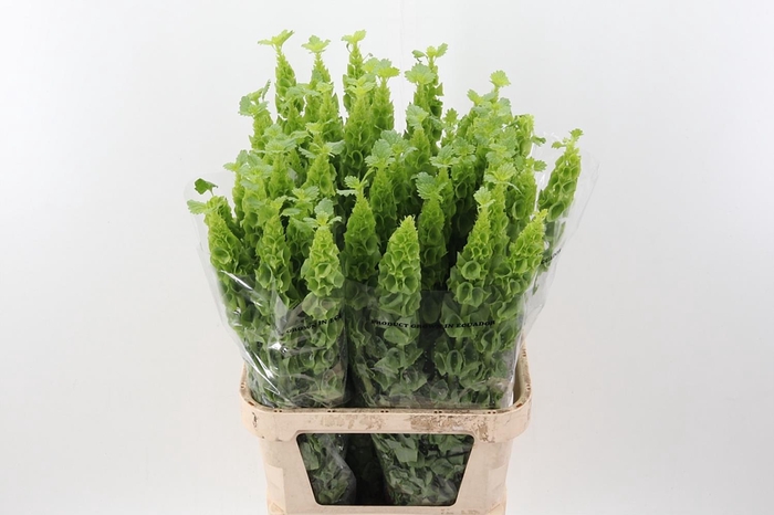 <h4>Moluccella 90cm ANG</h4>