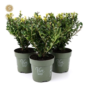 Viva Ilex crenata 'Jenny'® P10