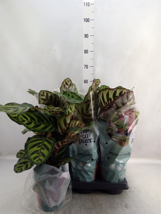 Calathea makoyana