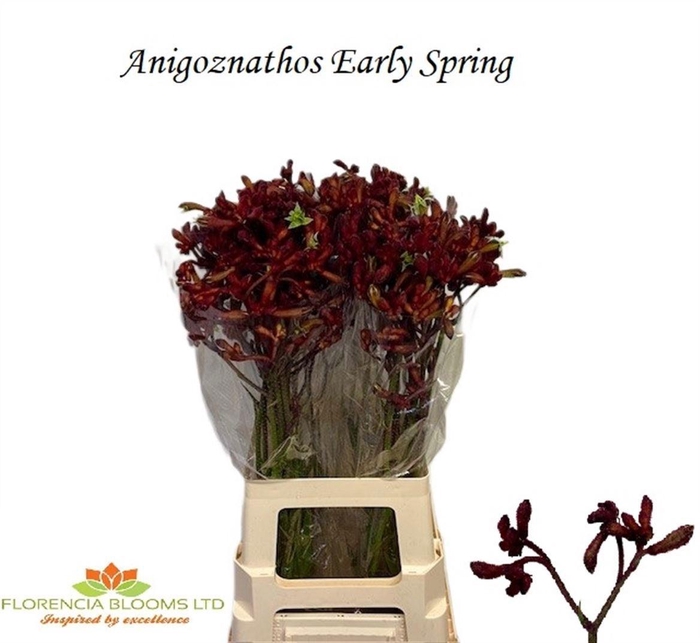 <h4>Anigoz Early Spring</h4>