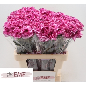 DI ST ROYAL DAMASCUS