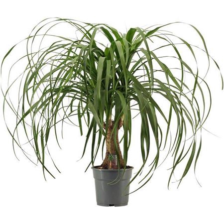<h4>Beaucarnea Recurvata</h4>